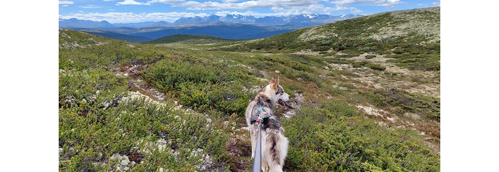 Tirsdagstrening m. Louise Skak (Canicross/Snørekjøring)